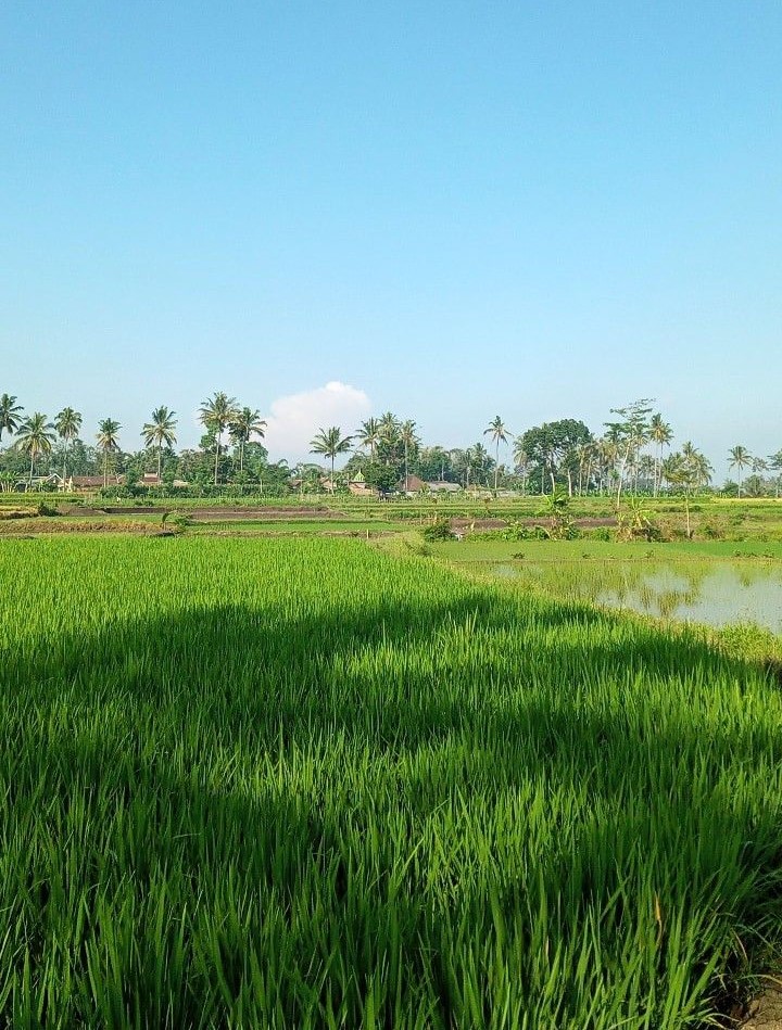 Gampong ulee reuleung memiliki lahan persawahan seluas 8 Ha dengan hasil produksi 20 Ton.